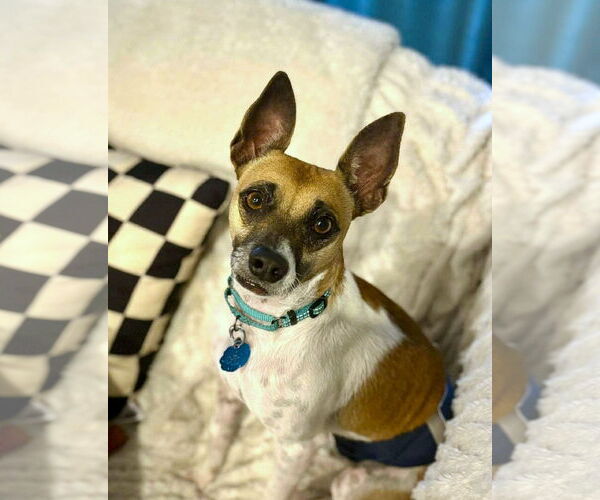 Medium Photo #1 Jack Russell Terrier-Unknown Mix Puppy For Sale in Arlington, VA, USA