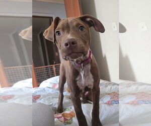 Labrador Retriever-Unknown Mix Dogs for adoption in Minneapolis, MN, USA