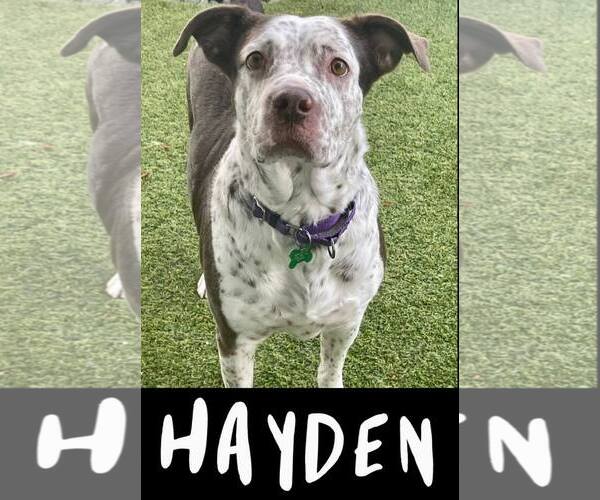 Medium Photo #23 Mutt Puppy For Sale in Pompano Beach , FL, USA