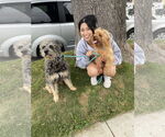 Small #4 Poodle (Standard) Mix