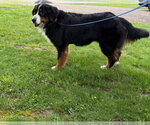 Small #1 Bernese Mountain Dog