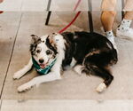 Small #1 Collie Mix