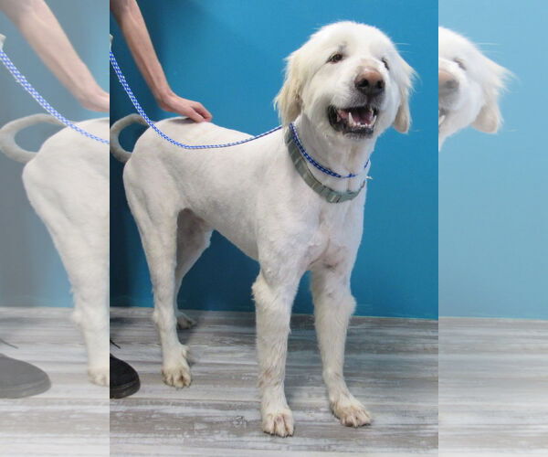 Medium Photo #3 Great Pyrenees-Unknown Mix Puppy For Sale in Conroe, TX, USA