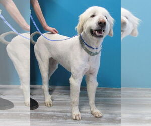 Dalton - Male Great Pyrenees-Unknown Mix Dog for Adoption - Photo #3
