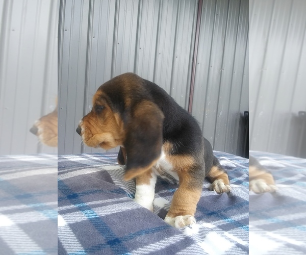 Medium Photo #8 Basset Hound Puppy For Sale in PETERSBURG, IN, USA