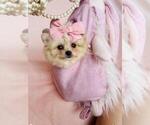Small #8 Pomeranian