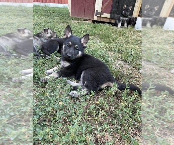 Medium Photo #13 German Shepherd Dog Puppy For Sale in AUBURN, KY, USA