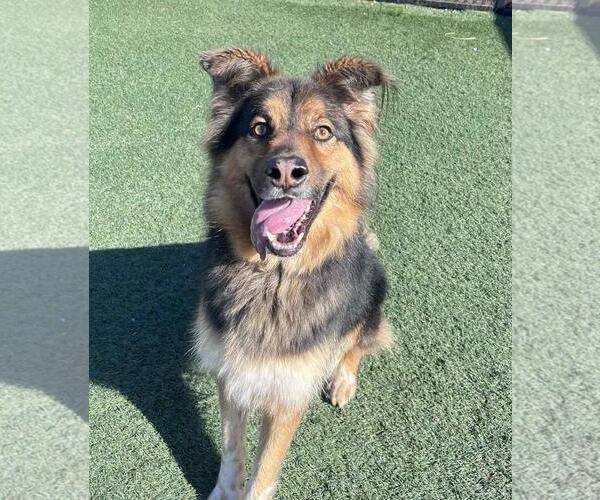 Medium Photo #13 Gerberian Shepsky Puppy For Sale in Rockwall, TX, USA