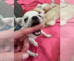 Small Photo #13 Chihuahua-Unknown Mix Puppy For Sale in San Francisco, CA, USA