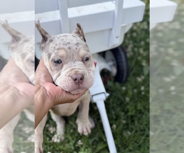 Medium Photo #10 American Bully Puppy For Sale in BROCKTON, MA, USA