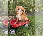 Small #1 Cavalier King Charles Spaniel