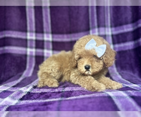 Medium Photo #5 Cock-A-Poo Puppy For Sale in LAKELAND, FL, USA