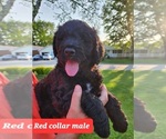 Small Photo #6 Bernedoodle Puppy For Sale in Corunna, Ontario, Canada