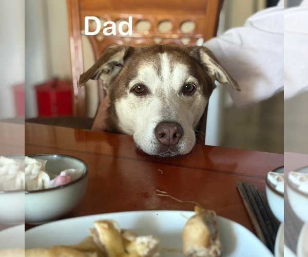 Medium Photo #1 Labrador Retriever-Siberian Husky Mix Puppy For Sale in OAKLAND, CA, USA
