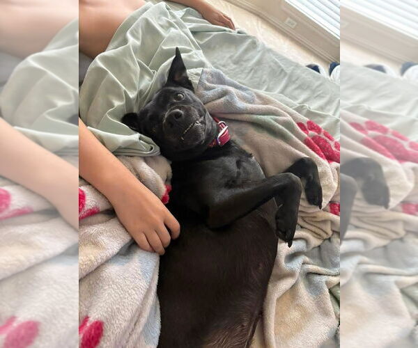 Medium Photo #3 Mutt Puppy For Sale in Royse City, TX, USA