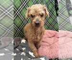 Small Poodle (Miniature)