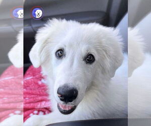 Great Pyrenees Dogs for adoption in Spring, TX, USA
