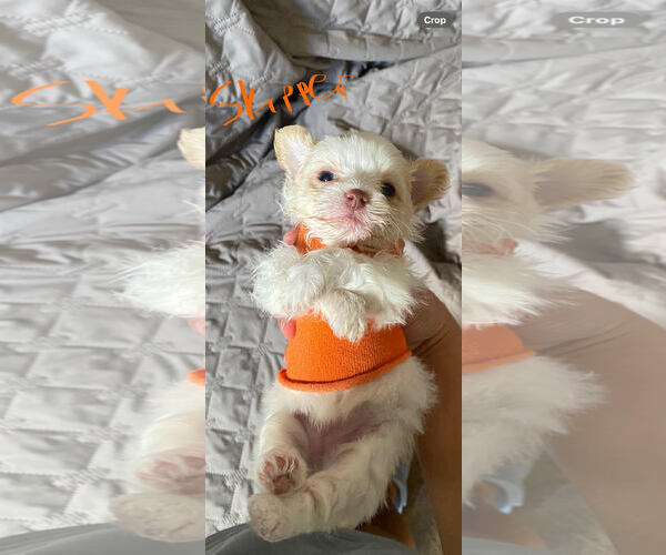 Medium Photo #3 Pom-A-Poo Puppy For Sale in Pacolet, SC, USA