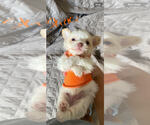 Small #2 Pom-A-Poo