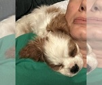 Small #2 Cavalier King Charles Spaniel