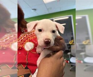 Mutt Dogs for adoption in Houston, TX, USA