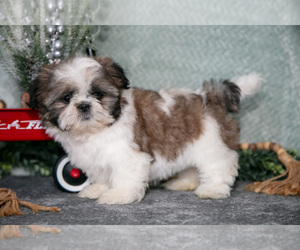 Medium Shih Tzu