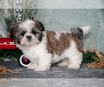 Puppy Violet Shih Tzu
