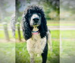Small #3 Poodle (Standard)