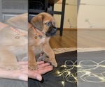 Puppy Mouse Anatolian Mastiff-Cane Corso Mix