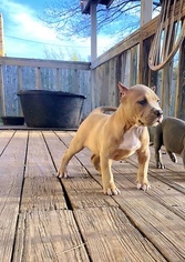 American Bully Puppy for sale in ROUND ROCK, TX, USA