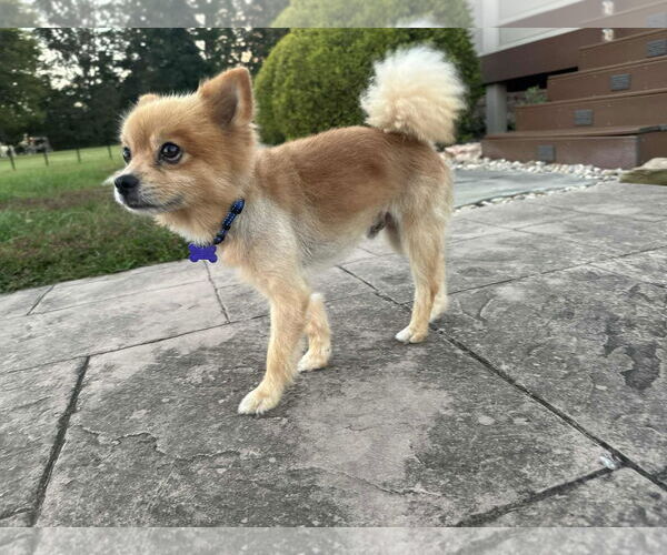 Medium Photo #8 Pomeranian Puppy For Sale in Cookeville, TN, USA