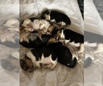 Puppy Lee Beagle