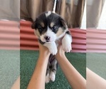 Small #28 Pembroke Welsh Corgi