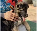 Puppy Mr Red German Shepherd Dog