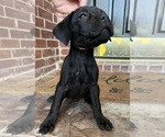 Puppy Puppy 1 Cane Corso