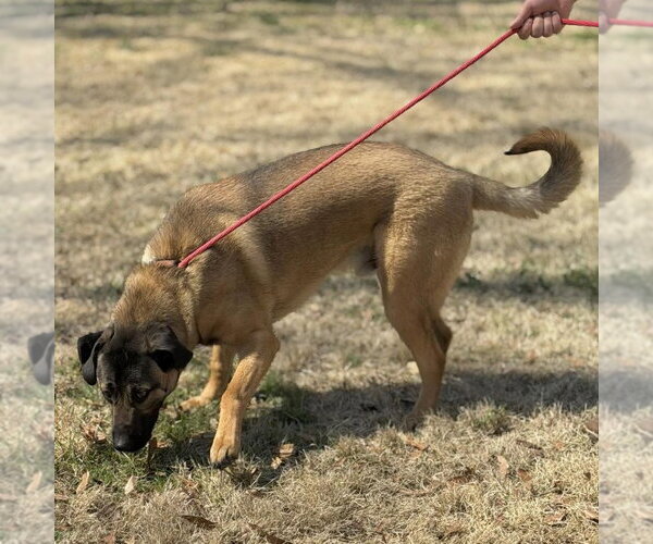 Medium Photo #4 Mutt Puppy For Sale in Yardley, PA, USA