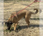 Small #3 Mutt
