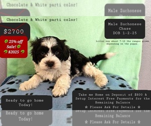Havanese-Zuchon Mix Puppy for sale in TUCSON, AZ, USA