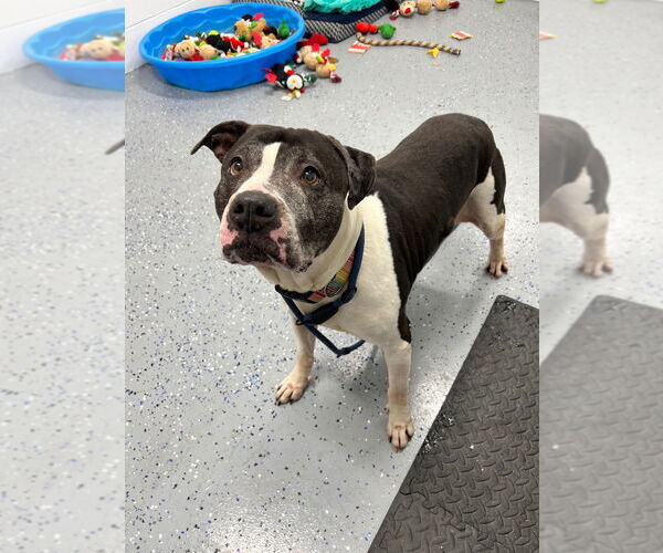 Medium Photo #9 American Staffordshire Terrier Puppy For Sale in Pierceton , IN, USA