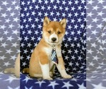 Small Photo #2 Shiba Inu Puppy For Sale in PEACH BOTTOM, PA, USA