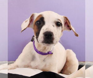 Jack Russell Terrier-Unknown Mix Dogs for adoption in Sheridan, CO, USA