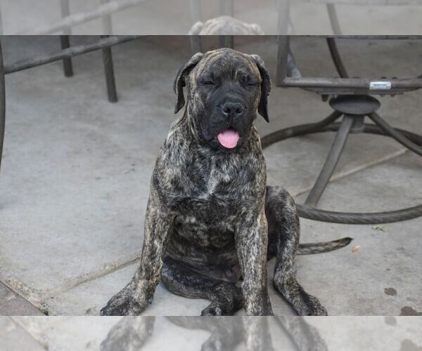 Medium Photo #2 Boerboel Puppy For Sale in ALBUQUERQUE, NM, USA
