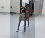 Small German Shepherd Dog Mix