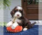 Millie - Female Bernedoodle (Miniature) Puppy for Sale - Photo #4