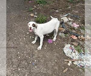 Labrador Retriever-Unknown Mix Dogs for adoption in San Antonio, TX, USA
