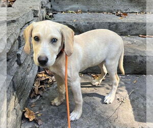 Labrador Retriever-Unknown Mix Dogs for adoption in Germantown, OH, USA