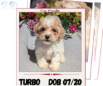 Puppy Turbo Poodle (Toy)