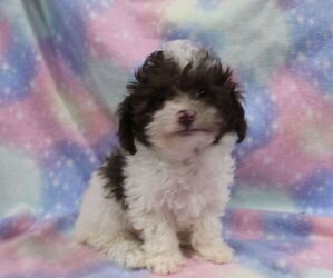 Poodle (Toy) Puppy for sale in JOICE, IA, USA