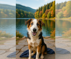 Australian Shepherd Dogs for adoption in Menifee, CA, USA