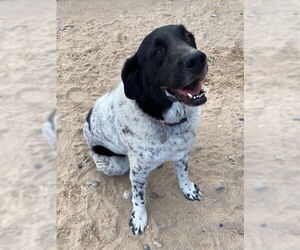 Labrenees Dogs for adoption in PEYTON, CO, USA